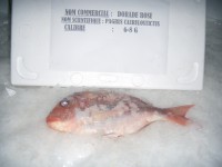/album/dorade/dorade-6-8-jpg/